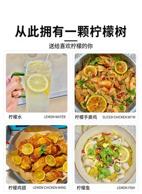 香水柠檬树盆栽苗水果柠檬浓香带果可食用室内客厅绿植物四季好养