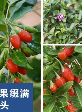 枸杞树盆景年功老桩盆栽绿植造型好养小盆景阳台庭院开花结果树苗