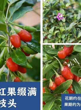 枸杞树盆景年功老桩盆栽绿植造型挂果小盆景阳台庭院开花结果树苗