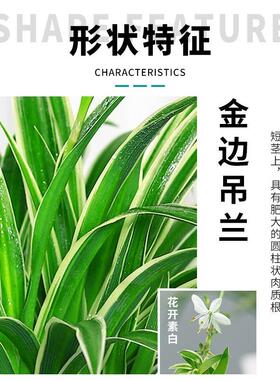 金边吊兰盆栽绿萝花卉绿植室内水培植物多肉办公室好养发财树桌面