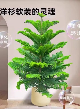 南洋杉盆栽南洋松树苗圣诞树真树盆景客厅办公室大型绿植四季常青