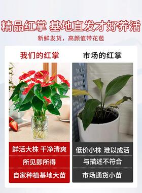 水培红掌鸿运当头盆栽带花大叶大花盆景好养红运真花植物花卉绿植