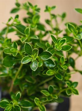 六月雪 盆栽苗 室内观叶赏花绿植 耐阴植物 四季常青 桌面植物