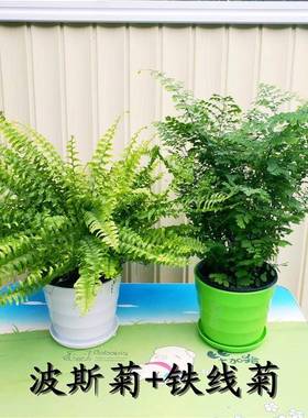 蕨类创意盆栽鸟巢厥波斯狼尾厥铁线厥水培办公室背景四季常青植物