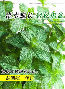 食品级薄荷盆栽大苗室内绿植大盆迷迭香紫苏好养猫薄荷叶驱蚊植物