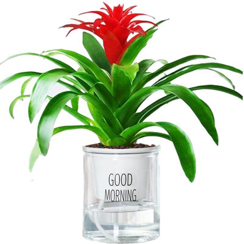 鸿运当头盆栽大盆红掌客厅摆放家养水培花卉植物室内花好养活四季,淘宝优惠券,粉丝福利购,淘宝优惠卷