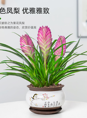 铁兰花盆栽紫色花卉带花苞室内好养四季开花净化空气桌面绿植盆景