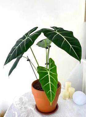 绿天鹅绒海芋热带植物彩叶芋阳台绿植盆栽办公室内外观叶植物