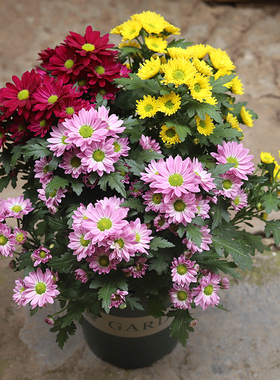 菊花盆栽荷兰菊爆盆花境好养易活室内桌面阳台庭院千头菊花卉绿植