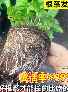大盆薄荷盆栽可食用大苗驱蚊绿植室内迷迭香四季香草植物猫薄荷叶