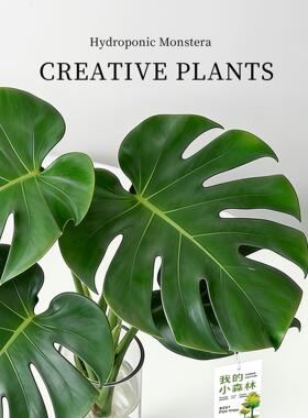 龟背竹水培植物四季绿植室内水养盆栽客厅办公室桌面大叶老桩竹子