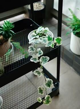 日本进口雪莹稀有品种常青藤日系爱心叶出锦古风阳台垂吊植物长藤