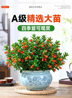 大盆金鱼吊兰盆栽带花苞室内阳台花卉客厅旺宅植物桌面绿植好养活