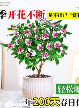 金边瑞香盆栽浓香型带花苞室内客厅阳台耐寒老桩大苗好养花卉植物