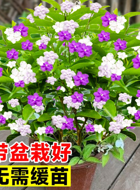 双色茉莉盆栽带花鸳鸯花苗四季开花室内庭院浓香茉莉花卉好养植物