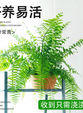 霸王蕨盆栽波斯顿大盆长藤叶垂吊肾蕨客厅室内雨林绿植蕨类天花板