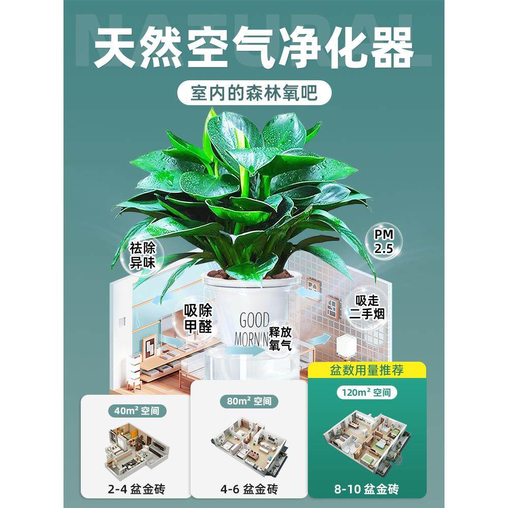 大叶金钻绿公主盆栽带花苞绿萝箩水培植物室内花卉桌面绿植吸甲醛,淘宝优惠券,粉丝福利购,淘宝优惠卷