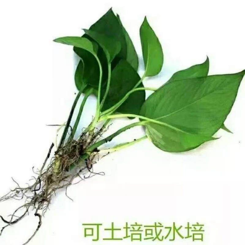 绿萝苗水培好养盆栽办公室内花卉绿植懒人裸根绿箩除甲醛净化空气,淘宝优惠券,粉丝福利购,淘宝优惠卷
