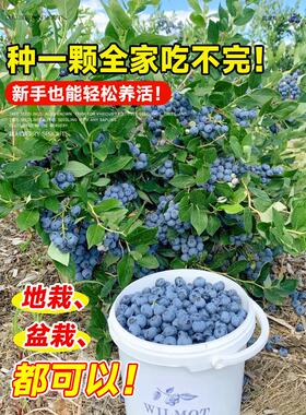 蓝莓树果苗盆栽带果发货特大号南北方种植正宗四季蓝莓盆栽果树苗