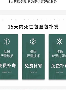 重瓣牡丹栀子花盆栽浓香型带花苞绿植四季开花室内水土培植物花卉