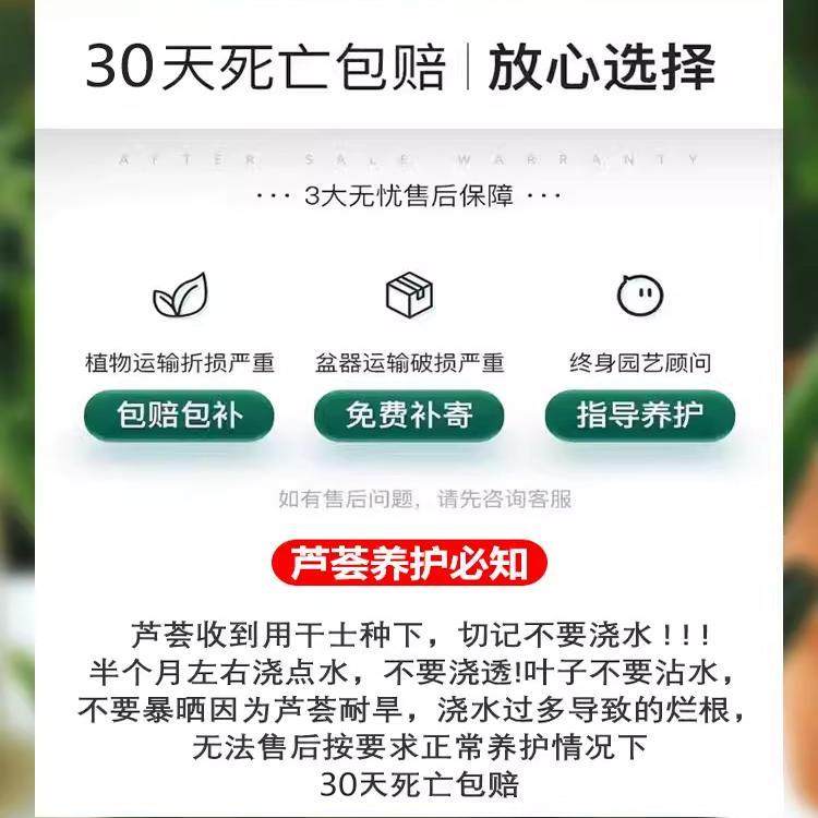 芦荟盆栽大盆室内净化空气绿植办公仙人掌多肉植物四季好养活花卉,淘宝优惠券,粉丝福利购,淘宝优惠卷