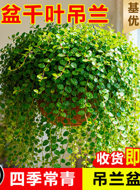大盆金边吊兰盆栽吊兰室内垂吊阳台植物去甲醛四季好养花绿植水培