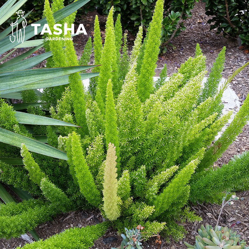 狐尾天门冬室内观赏绿植好养易活室内阳台绿植盆栽,淘宝优惠券,粉丝福利购,淘宝优惠卷