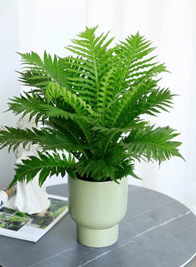 绿植肾波斯顿盆栽叶甲醛大叶外观富贵蕨室内蕨类植物蕨桌面客厅吸