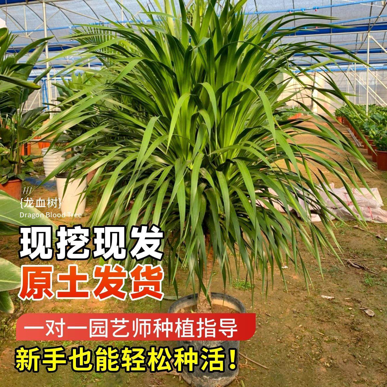 龙须树盆栽大型客厅多头绿植办公室内龙血树造型小苗带土老桩盆景,淘宝优惠券,粉丝福利购,淘宝优惠卷