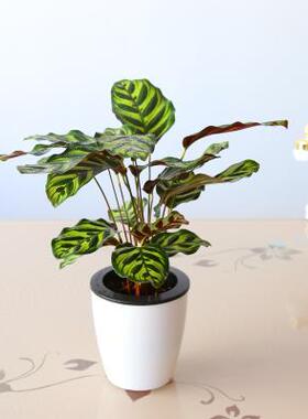 银皇后万年青 桌面盆栽植物  竹芋 观叶植物