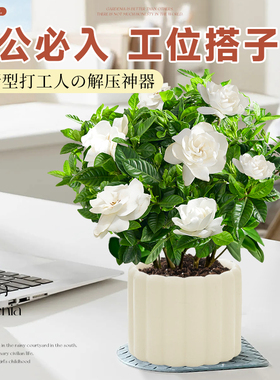 栀子花盆栽四季开花办公室桌面好养花卉绿植带花苞工位小盆景摆件