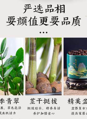 金钱树盆栽客厅大棵摆件圆叶招财旺宅绿植花卉室内水培植物发财树