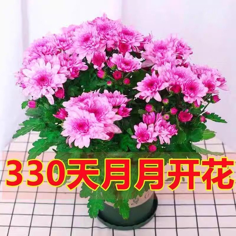四季开花荷兰菊进口菊花苗耐寒易活四季开花盆栽室内外阳台绿植物,淘宝优惠券,粉丝福利购,淘宝优惠卷