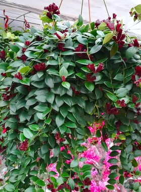 耐寒不怕冻的植物吸净化空气口红吊兰盆栽花卉室内阳台垂吊兰
