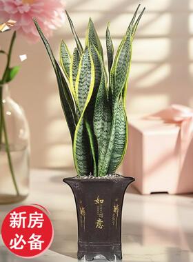 金边虎皮兰盆栽绿植懒人植物适合卧室客厅室内大型耐阴水培虎尾兰