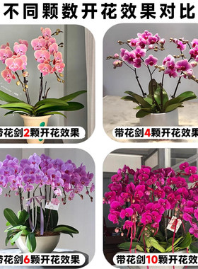 蝴蝶兰盆栽带花剑带花苞花卉秋冬客厅兰花大苗室内植物四季好养活