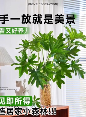 春羽水培植物大叶龙鳞春羽桌面绿植室内老桩盆栽四季常绿好养易活