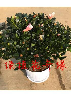 室内小盆栽 杜鹃花苗 四季开花不断 带花苞发货