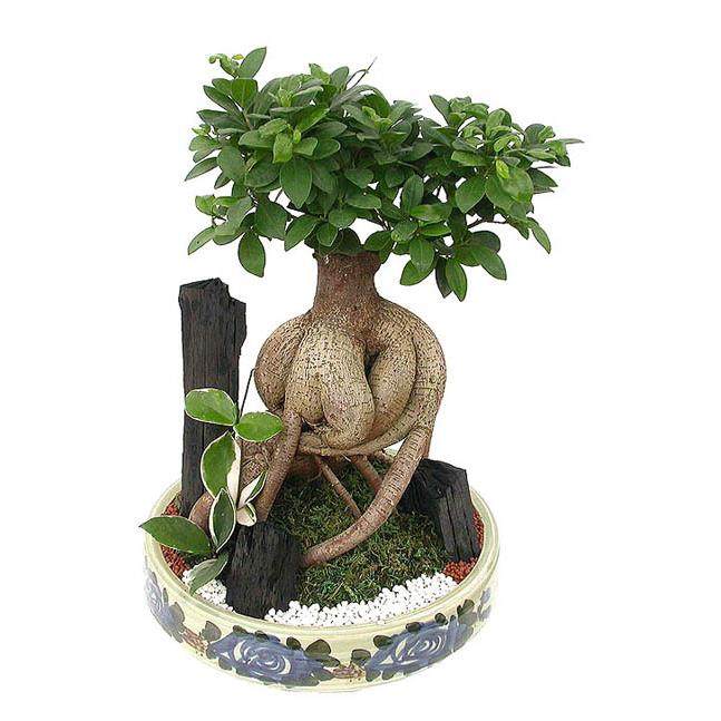 人参榕小叶榕四季常青耐寒榕树造型树桩盆景苗室内禅意盆栽绿植,淘宝优惠券,粉丝福利购,淘宝优惠卷
