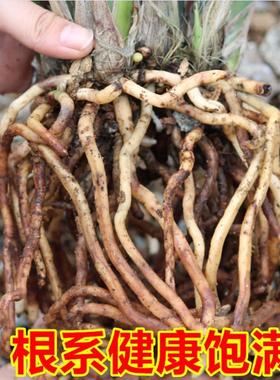 兰花苗墨兰企黑办公室阳台客厅绿植盆栽