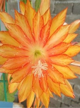 令箭荷花苗带根东北小粉重瓣仙人剑昙花绿植物室内外盆栽进口花卉