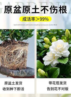 茉莉花盆栽老桩鲜花四季树苗开花客厅室内花卉绿植物好养易活花苗