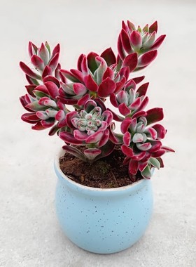 锦晃星室内桌面阳台多肉老桩大棵花卉盆栽四季常青绿色植物易成活