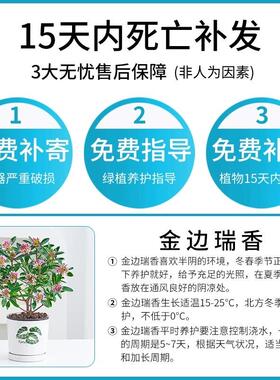 金边瑞香盆栽浓香型带花苞室内客厅阳台年宵花大苗四季花卉植物