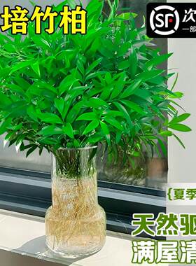 特大棵驱蚊竹柏水培植物室内水养盆栽树苗客厅办公室内桌面小绿植