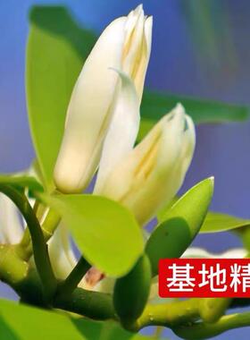 白兰花盆栽玉兰花树苗带花苞黄兰阳台庭院浓香型花卉四季开花植物