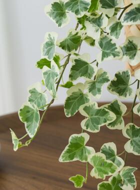 雪莹常春藤植物盆栽室内客厅好养绿植懒人办公室桌面编织挂件盆景