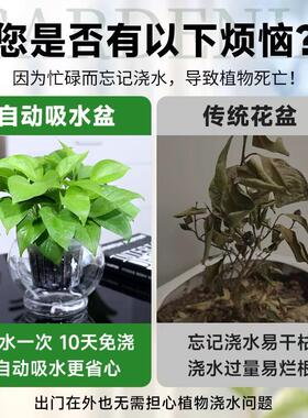 绿萝发财树小盆栽 办公室净化空气绿植花卉盆栽水培植物观叶植物