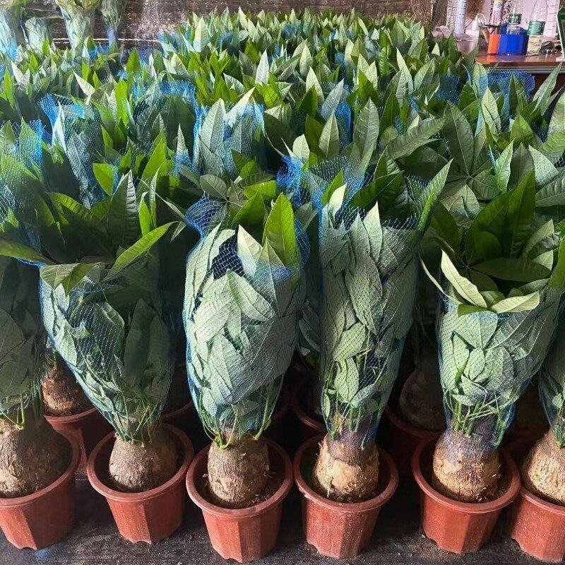 招财花卉发财树树旺宅盆景盆栽客厅办公室老桩粗杆桌面绿植内大型,淘宝优惠券,粉丝福利购,淘宝优惠卷