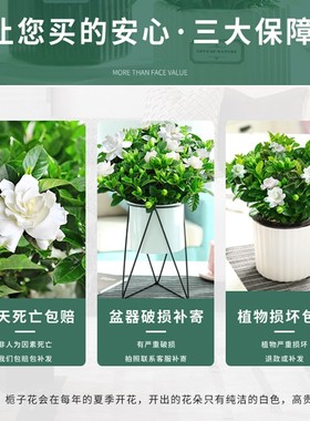 栀子花盆栽花卉植物室内绿萝箩阳台水培绿植茉莉花四季好养九里香